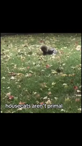 bloodlines don't lie 🗿🦁 #mogger #mogged #looksmax #looksmaxx #catsmoves 