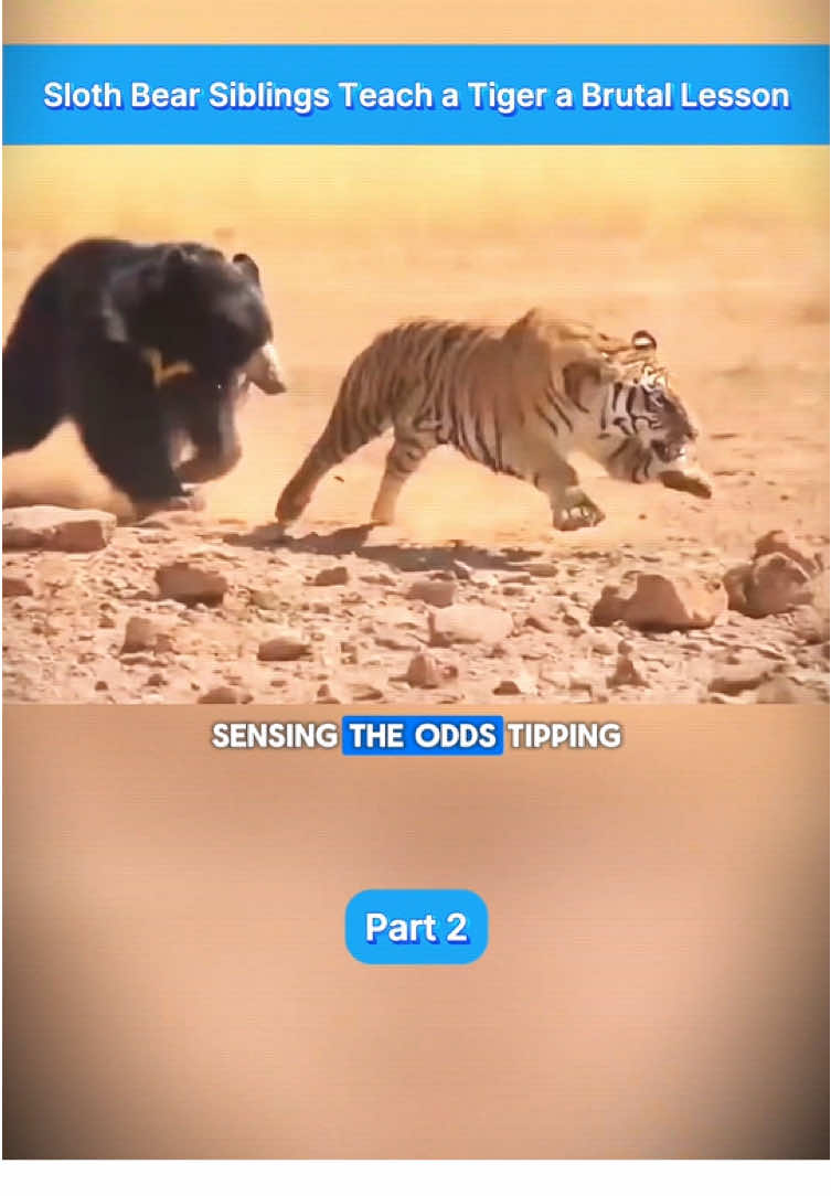 #fyb #viral #animal #tiger #animals 