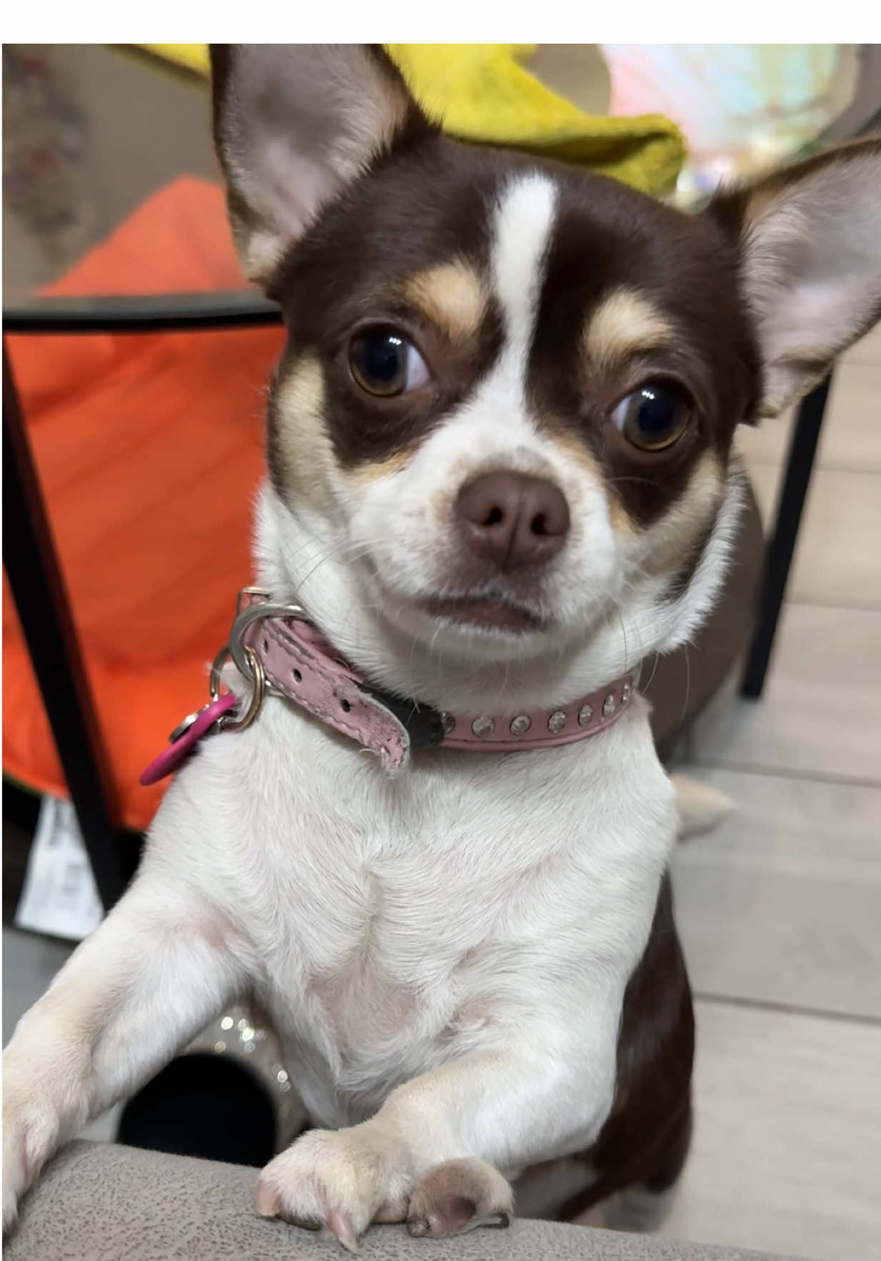 JAJAJA 😝 #humor #cachorros #dog #chihuahua #dogsvideo 