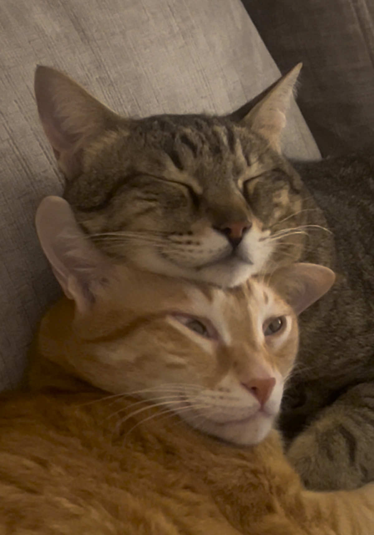 That’s love ❤️ #cat #funnyvideo #cattok #cutecat #fyy 