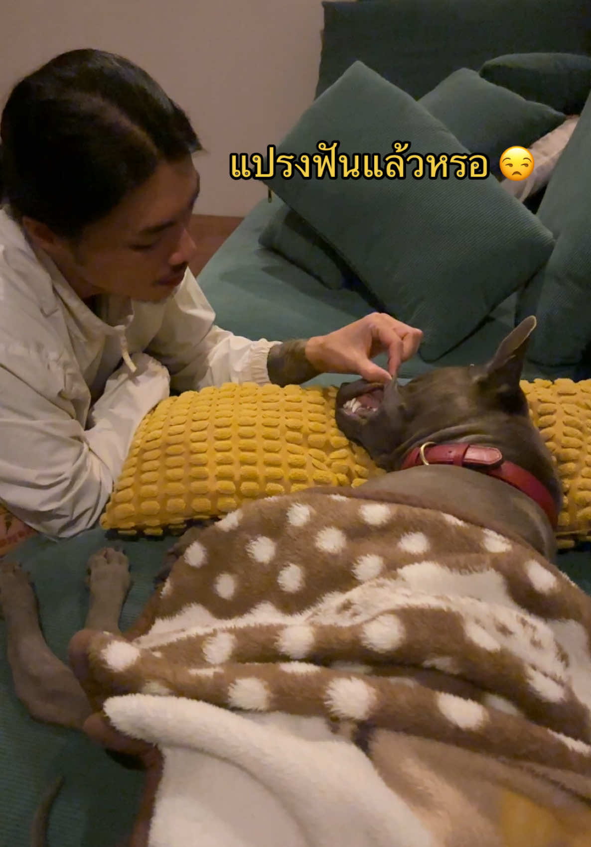 สบายกว่าสมศักดิ์ไม่มีแล้วค่ะ กินอิ่มนอนโซฟาพี่เรืองหนุนหมอน ห่มผ้าให้ 🤣##แฟนเกาหลี🇰🇷🇹🇭เรือง##พี่เรือง##พี่เรืองเขยไทย##fypシ##แฟนเกาหลี🇰🇷🇹🇭