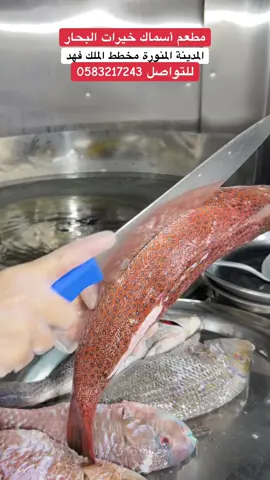 #أسماك_خيرات_البحار #المدينة_المنورة_مخطط_الملك_فهد_جوار_اد #مشاهير_تيك_توك_مشاهير_العرب🇸🇦 ##مشاهير_تيك_توك_مشاهير_العرب🇸🇦🇸🇾🇾🇪🇮🇶🇦🇪🇴🇲 #ينبع_البحر_المدينة_المنورة 