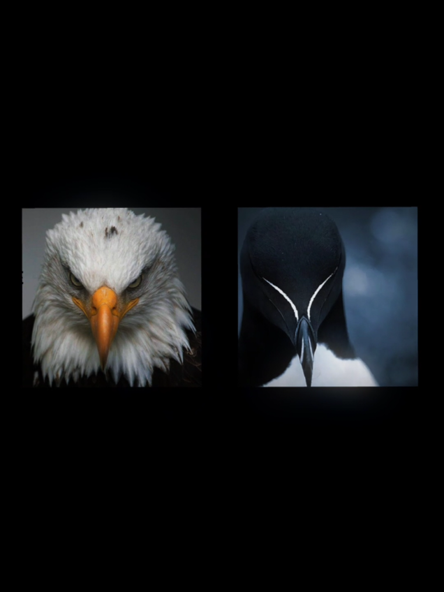 Eagle Edit | New Trend #bird #animals #mogged #eagle #mogger 