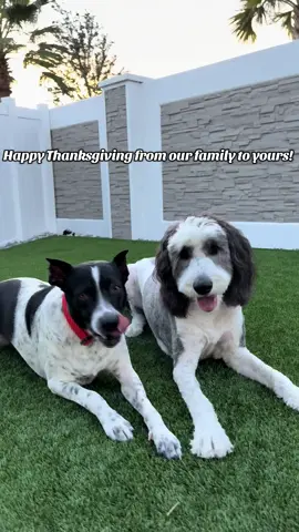 We are thankful for YOU!  #blackfriday #blackfridaydeals #thanksgiving #thankful #dogsoftiktok 