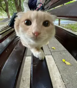 Don't be sad #fyp #meme #funny #georgieebom #cat 