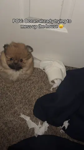 Whew he stay into something 😭 #newpuppy #OceanJaventaRodriguezSaintEllis #fyp #contentcreatorinsights #puppy 