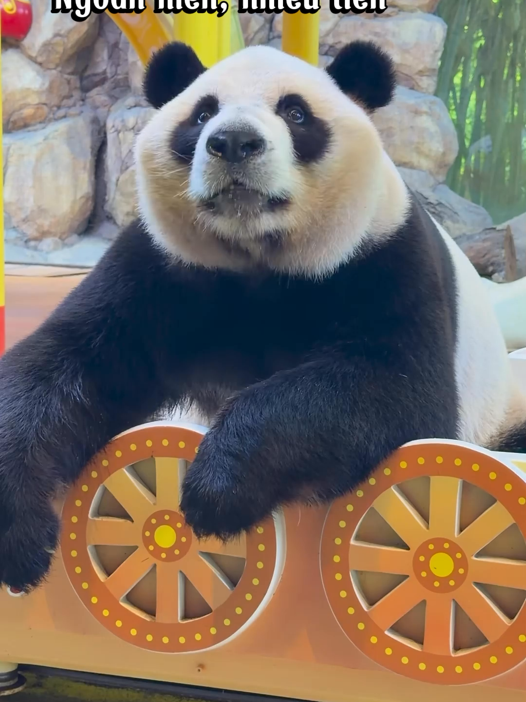 Mê nhan sắc anh quá. Ngoan hiền, nhiều tiền^^ #Chimelong #chimelongsafaripark #MeizhuGrowthDiary #imandieu #酷酷