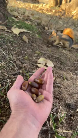 Sfko🐿️                                                #foryou #fyp #gunde_barchi 