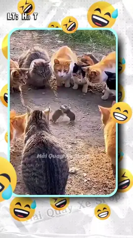 #vuinhon #haihuoc #haiquayxe #haiquayxeshop 