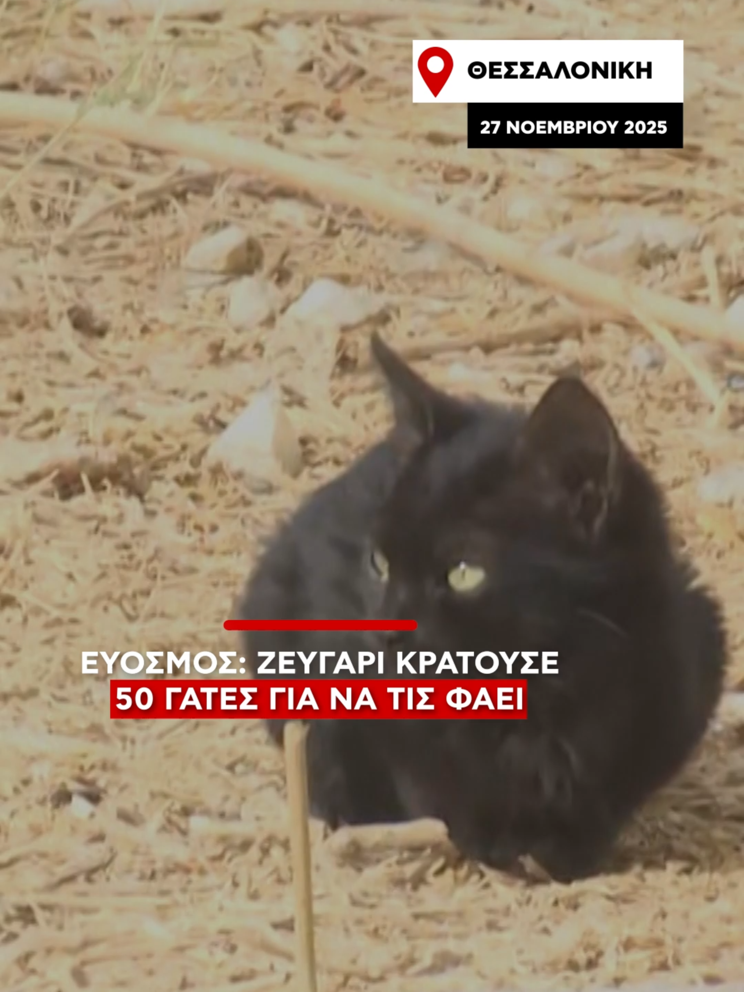 Φρίκη προκαλεί η υπόθεση στον Εύοσμο Θεσσαλονίκης όπου ζευγάρι κρατούσε 50 γάτες σε διαμέρισμα προκειμένου να τις φάει μόλις αυτές πεθάνουν. #alphanews #news #cat