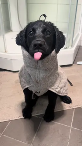 Like sugar on my tongue 👅,… This puppy looks so sweet 🍭,… @Andrea Holsen Horsta @sar.retrivers  #nonstopdogwear #mytrainingbuddy #unleashyourpotential 