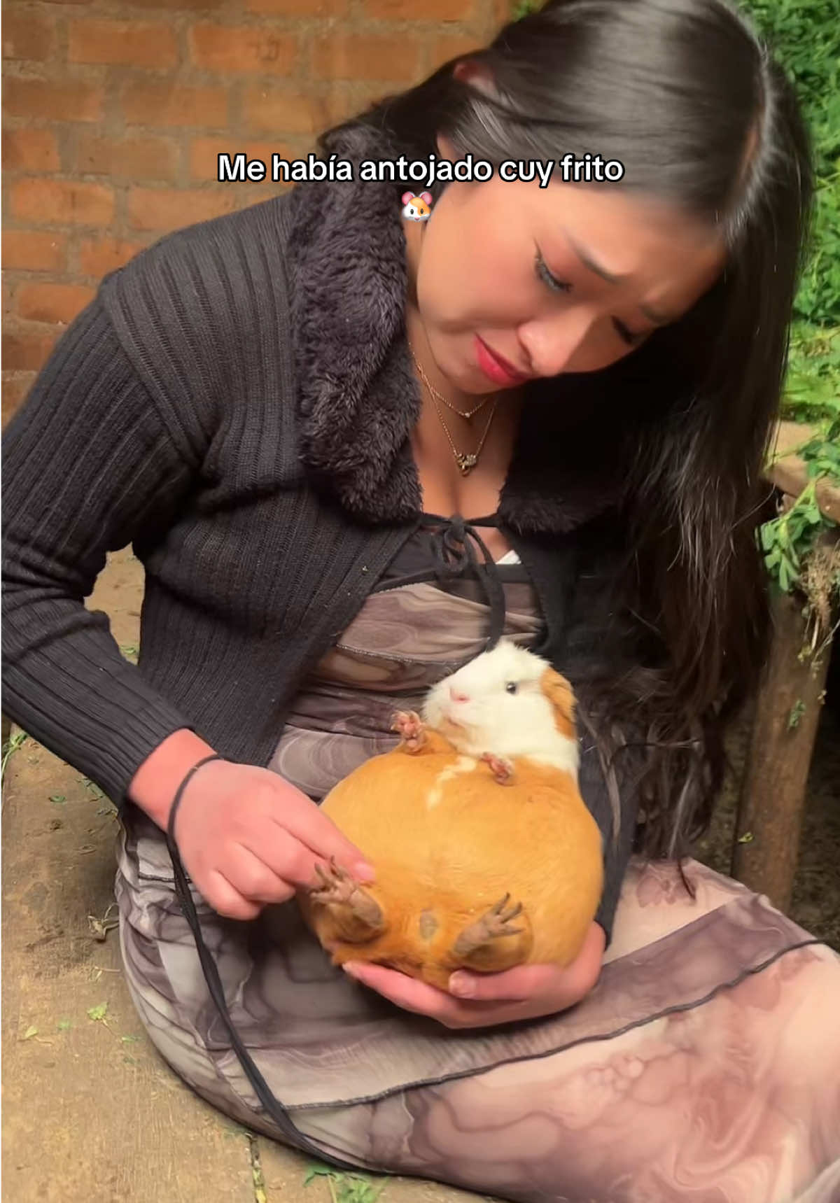 Justo me había antojado cuycito frito , y me sale con esto #cuy#andahuaylas_apurimac_perú #humor 