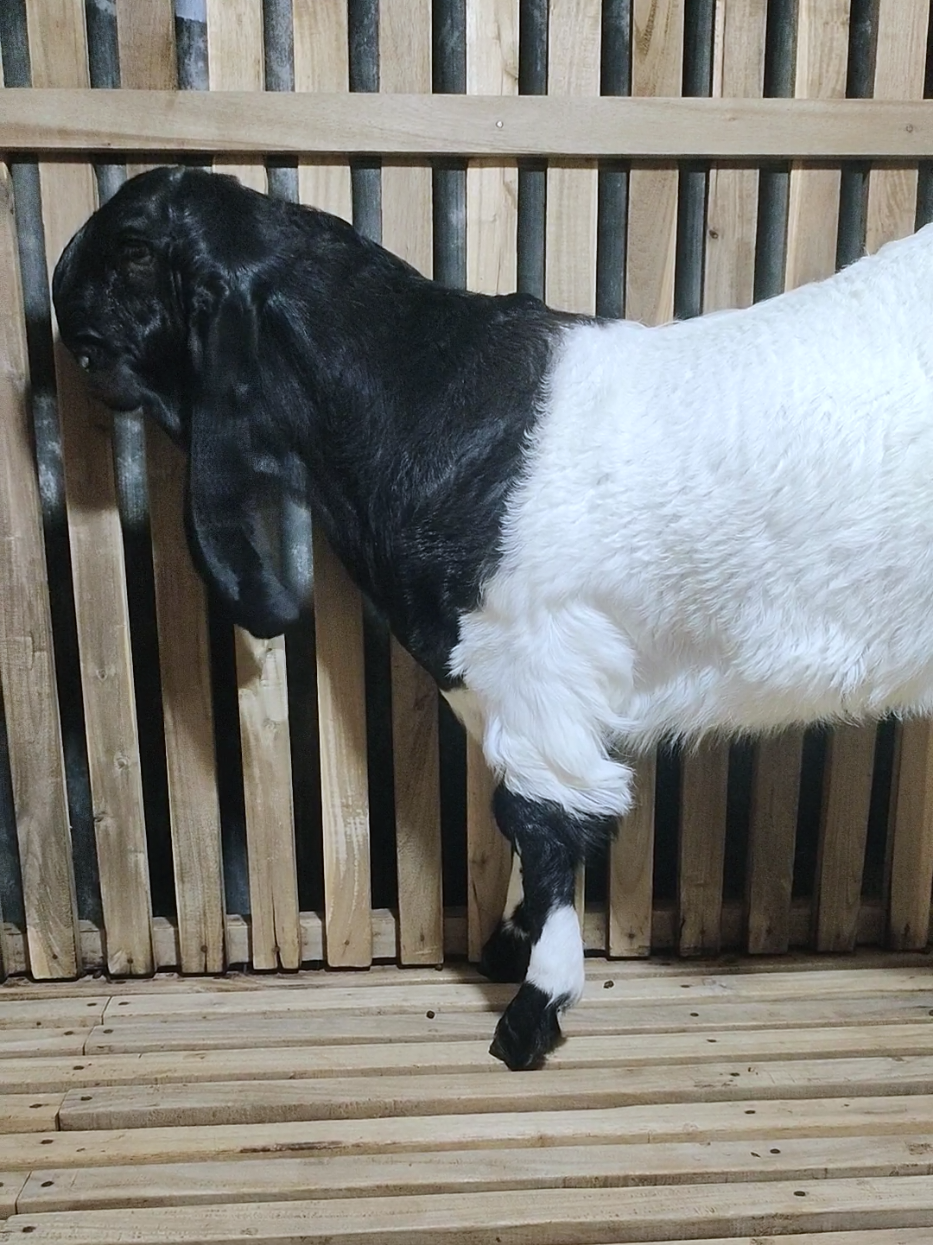 Seroja x XelloJoyo.. #fufuxgriyaettawa #wedhusglowing #konteskambingkaligesing #galerifufuxgriyaettawa #kandangnyeni 