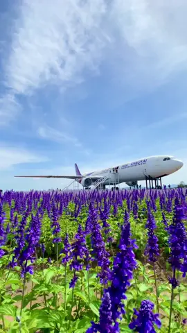 #คาเฟ่เครื่องบินเขาใหญ่ #takemehomeparkkhaoyai 