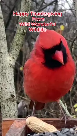 HAPPY THANKSGIVING #cardinal #cardinalsoftiktok #birdsoftiktok #birds #thanskgiving 