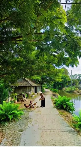 An yên nơi quê nhà. #canhqueyenbinh #hoainiem #chualanh #boconganh #foryou 