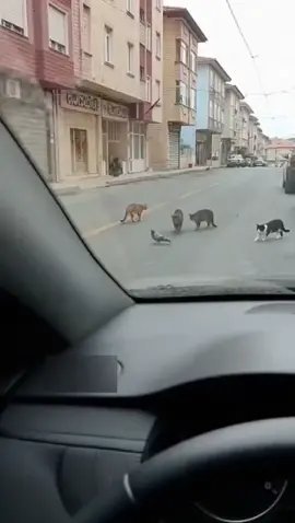 #viral #keşfet #cat #bird #world 