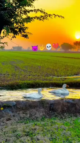 #سنگت_ویڈیو_وائرل_کریسو_آپ_ہیں🥀🌼🙈✨🎇 #💔💔💔💔💯💯💯💯💯🌹🥀🥀💔💔💔🌹🌹🥀🥀🥀🥹🥹🥹🥹🥹🥹🥹 