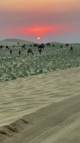 #الابل #غروب #طعوس#نفود #احلا 