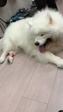 It hasn't happened yet, but soon everyone will be taken by one.#petfirstaidkit #tiktokshopblackfrida#tiktokshopblackfridayinjured