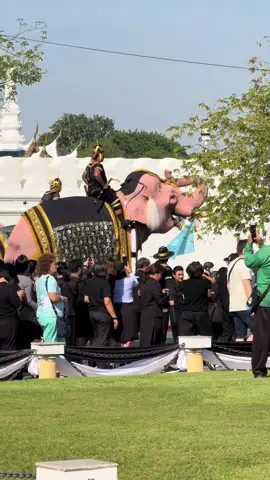 ถือว่าเป็นบุญตา 🙏🏻 #ช้างเดินขบวนเข้ากราบไหว้พระบรมศพ #พระพันปีหลวง#พระบรมมหาราชวัง #ช้างเผือก 