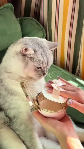 #จ่ายแพงไปทำไม #ทาสแมวของแทร่ #Viralcattiktoks #แมวที่เล่นกีต้าร์ได้นิดหน่อย #คลิปนี้ต้องฟีด  