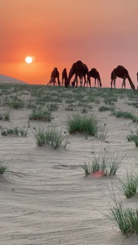 ربيع شرق حلي #تصويري #اكسبلور #الابل_عطايا_الله_عشاق_البداوة_🐪😍 