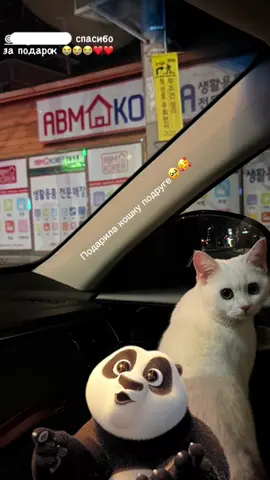 Развлекала кошку, пока подруги не было и она начала лагать🫠🤷🏻‍♀️ #cat #рек 