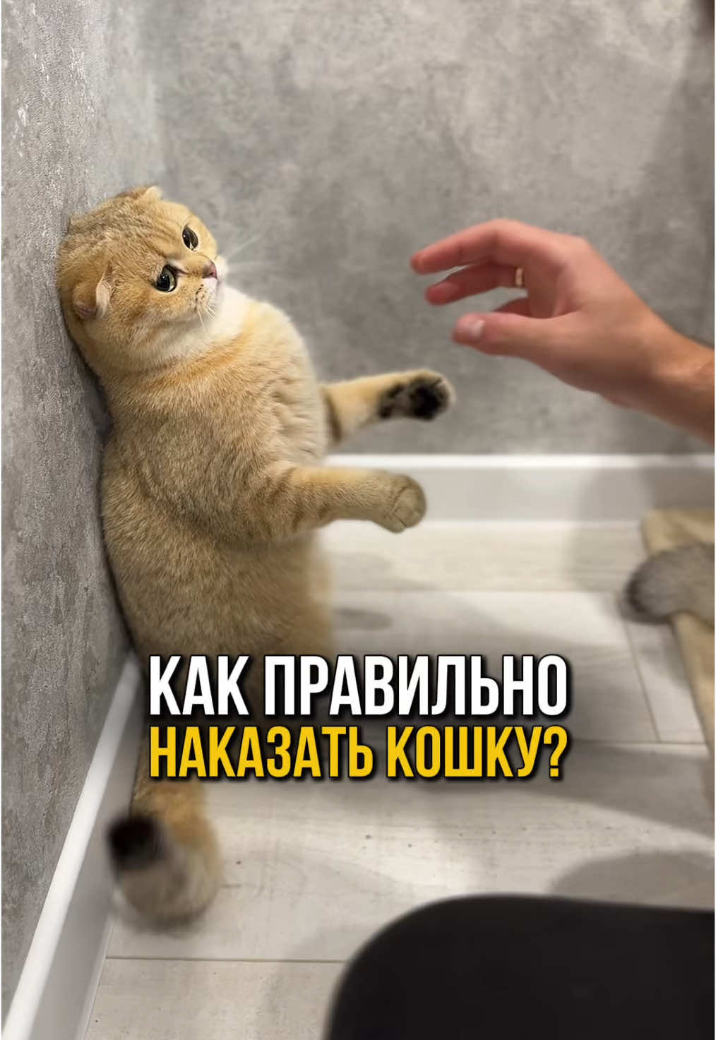 Как быстро объяснить кошке, что так делать нельзя? 🚫🐱 🔗 Что за порода? Как правильно ухаживать? Отвечаем на ваши вопросы в нашем телеграм канале, ссылка в шапке профиля, переходите и подписывайтесь #кошка #кот #кошки #котенок #коты 