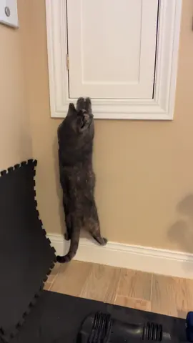 Just Leni things….. #funnycats #catsoftiktok #weirdcats #cats