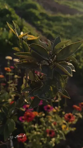 ويُؤتَى بأشَدِّ المؤمنينَ ضرًّا، وَبلاءً،  فيقالُ: اغمِسوهُ غمسَةً فِي الجنَّةِ، فيُغمَسُ فيها غمسةً، فَيُقالُ لَهُ: أيْ فُلانُ هَل أصابَكَ ضرٌّ قطُّ، أو بلاءٌ، فيقولُ: ما أصابَني قطُّ ضرٌّ، ولا بلاءٌ. #لا_اله_الا_الله_محمد_رسول_الله #الحمدلله_دائماً_وابداً #اللهم_شهادة_في_سبيلك #السفيرة #foryoupage #foryou #fyp #اكسبلورexplore #لايك_متابعه_اكسبلور #تعليقاتكم #لايك__explore___ #تصويري_احترافي_الاجواء👌🏻🕊😴 #اسطنبول #funny #f #بعدستي📸 