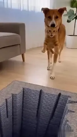 cat funny short video 😂😂😂😂😂😂😂😝😝😝😝😝🤣🤣🤣🤣🤣 #funnycat #cattok #catlover #cats #funnyvideos 