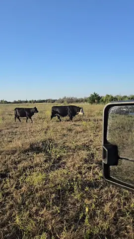single file line ladies #cows 