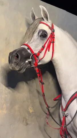 وزير الحوسي ابن الاكساندر ماشاءالله تبارك الرحمن 😻❣️#الخيل_العربي_الاصيل #الخيل_عشق_لاينتهي #خيل_وخياله🐎 #اسطبل_مربط_الحوسي #الخيل_العربي_الاصيل 