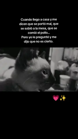 Tus recuerdos siempre estarán conmigo mis ojitos💙 #recuerdos #fypシ゚  #mipeludito #teextrañotanto😞😭🤍