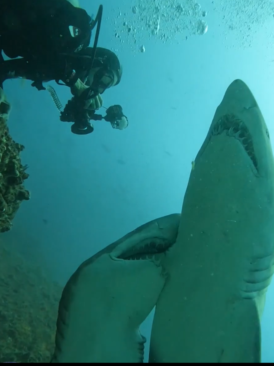 #creatorsearchinsights #millionviews #underwater #shark #mood 