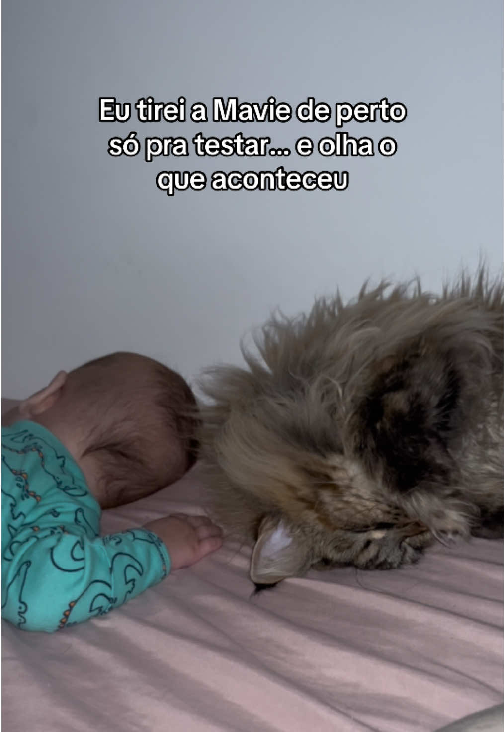 Mesmo filmando eu não acreditei nessa dependência deles pra dormir. Tão fofos ❤️ #gato #bebe #maternidade #maedemenino #irmaos 