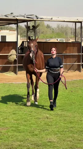 My Favorite Horse “KING” Lots of Love ❤️  #kainaatbaloch #horsegirl #dubai 