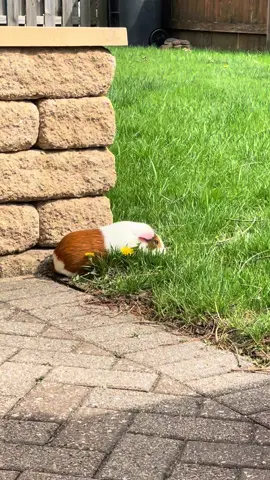 #guineapig #fyp #cute #tiktok #animals 