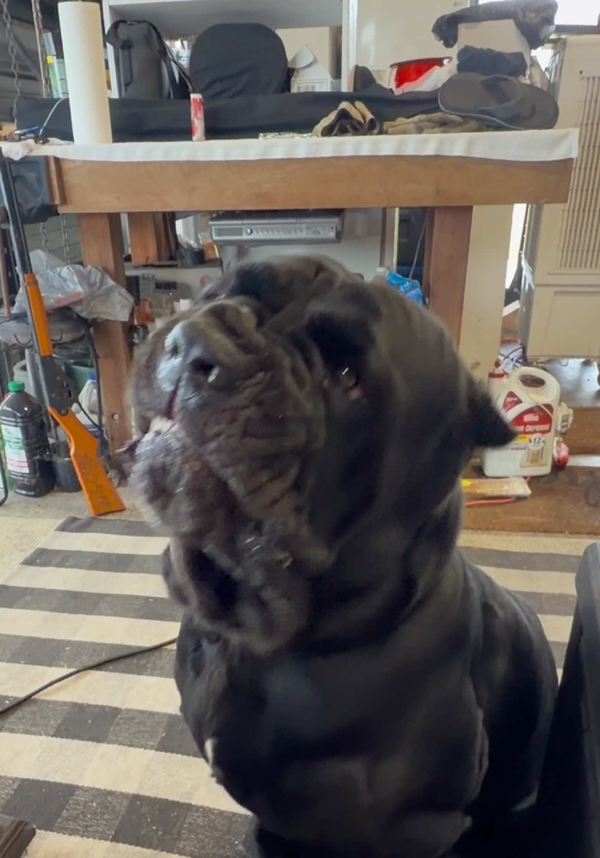 Happy Thanksgiving from Axle to you and yours. #dogsoftiktok #smiling #happy #dog #canecorso 