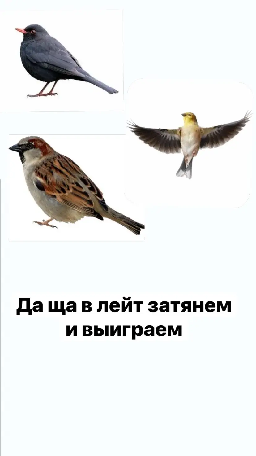 #birdgame3 #fyp #fyppppppppppppppppppppppp #fyyyyyyyyyyyyyyyyyyyyyyyyyyyyyyyyyy 