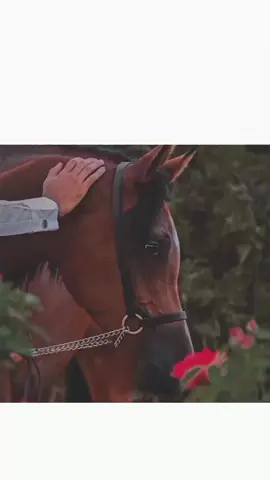 عش بمفهوم أن إللي في أيدك هو اللي تملكه فقط ستزهد عن كل ما في أيدي الناس #تركي_بن_عاصم #عاشق_الخيل 