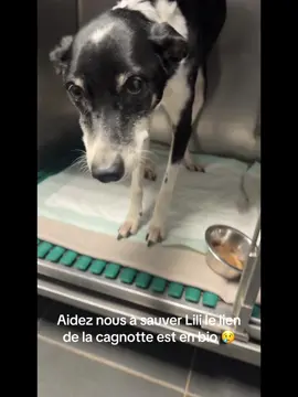 #CapCut c’est tellement compliqué comme situation 😢 Lili est notre chien mais c’est un membre à part entière de notre famille, elle a subit une opération d’urgence car elle avait un rétrécissement de l’intestin … aujourd’hui elle a fait un arrêt cardiaque ou on a bien cru la perdre à tout jamais … 😭.  Au bout de 3 longues minutes Lili est revenue à elle mais pour l’instant nous ne savons pas les séquelles à part qu’elle ne voit plus vraiment … les jours d’hospitalisation, les soins, l’opération, se rallongent et on a vraiment besoin de vous …🫶🏻 Merci à celles et ceux qui nous aideront je vous tiendrais informé ❤️