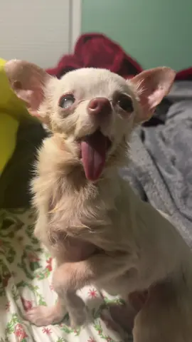 Good morning! And happy Thanksgiving we hope you all enjoy your day. #livelikemabel #dog #fyp #Chihuahua #happythanksgiving 