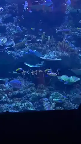 📍bx sea aquarium ♥️💜🪼🐠 #bxseaaquarium  #bxseabintaro#bxs #bxsea #fytpシ @bxsea_official 
