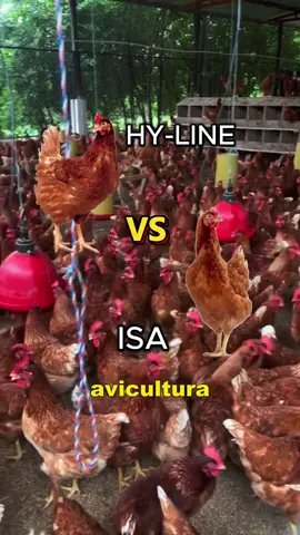 ¿Que raza es mejor Hyline Brown o Isa Brown? ¿Te gustaría empezar a criar gallinas ponedoras pero no tienes idea por dónde comenzar?🐔🥚 Nosotros te acompañamos en todo el proceso, solicita Información de nuestro curso de Crianza de gallinas ponedoras en el link de nuestro perfil 👉 #gallinas #gallinasponedoras #huevo #ventadehuevo #negocioavicola #pollo #gallinasfelices #gallinaslibres