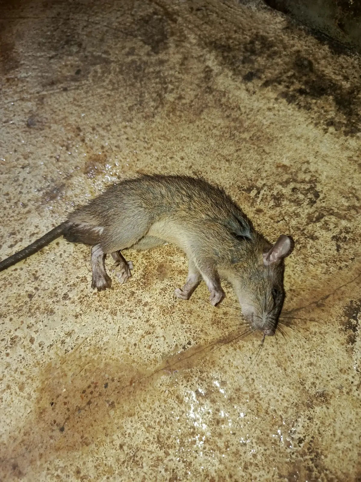 selamat jumpa lah yaa kawan wkwk🤣🤣🤣 fyppppplpppppp🤣🤣🤣