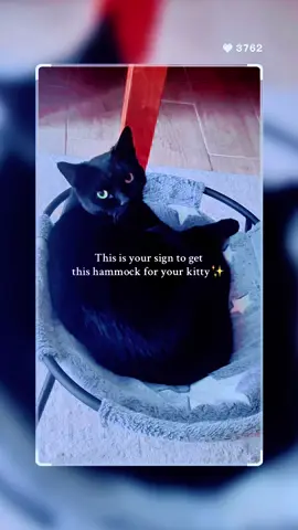 #tiktokshopblackfriday #tiktokshopcreatorpicks #fyp #blackcatsoftiktok #cattok 