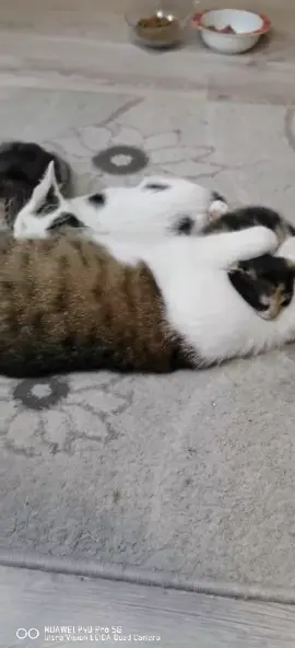 #f #for #pisici #cat #cattok 