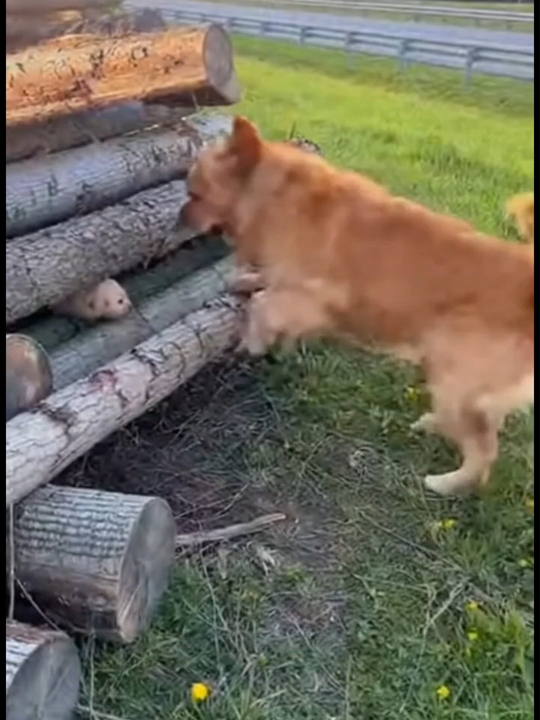 The way she asked for help broke my heart 💔➡️❤️ #fyp #foryoupage #dogsoftiktok #rescue #hero #emotional #goldenretriever #puppycheck #kindness